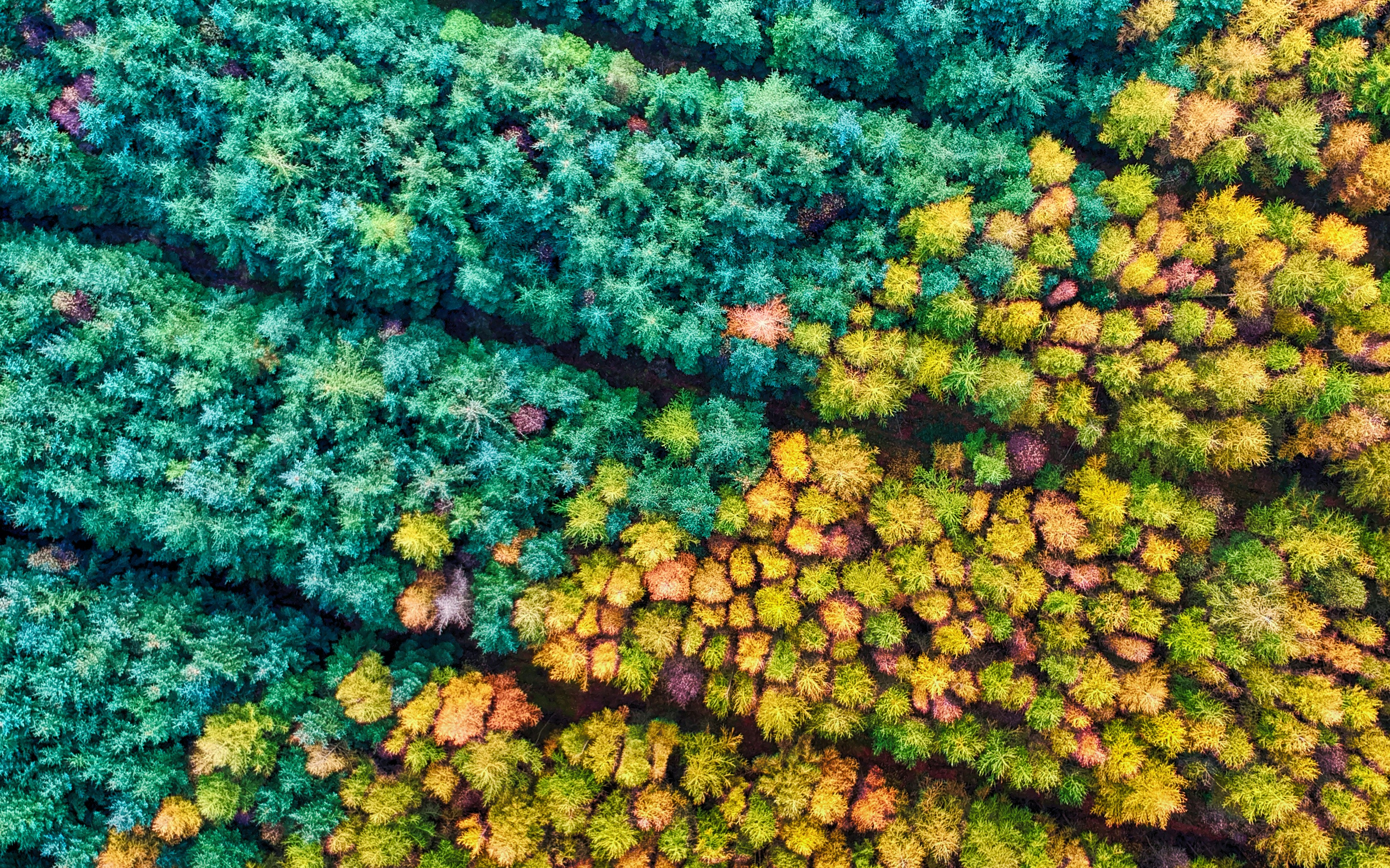 red-zeppelin-QgFAMvj8JXY-unsplash